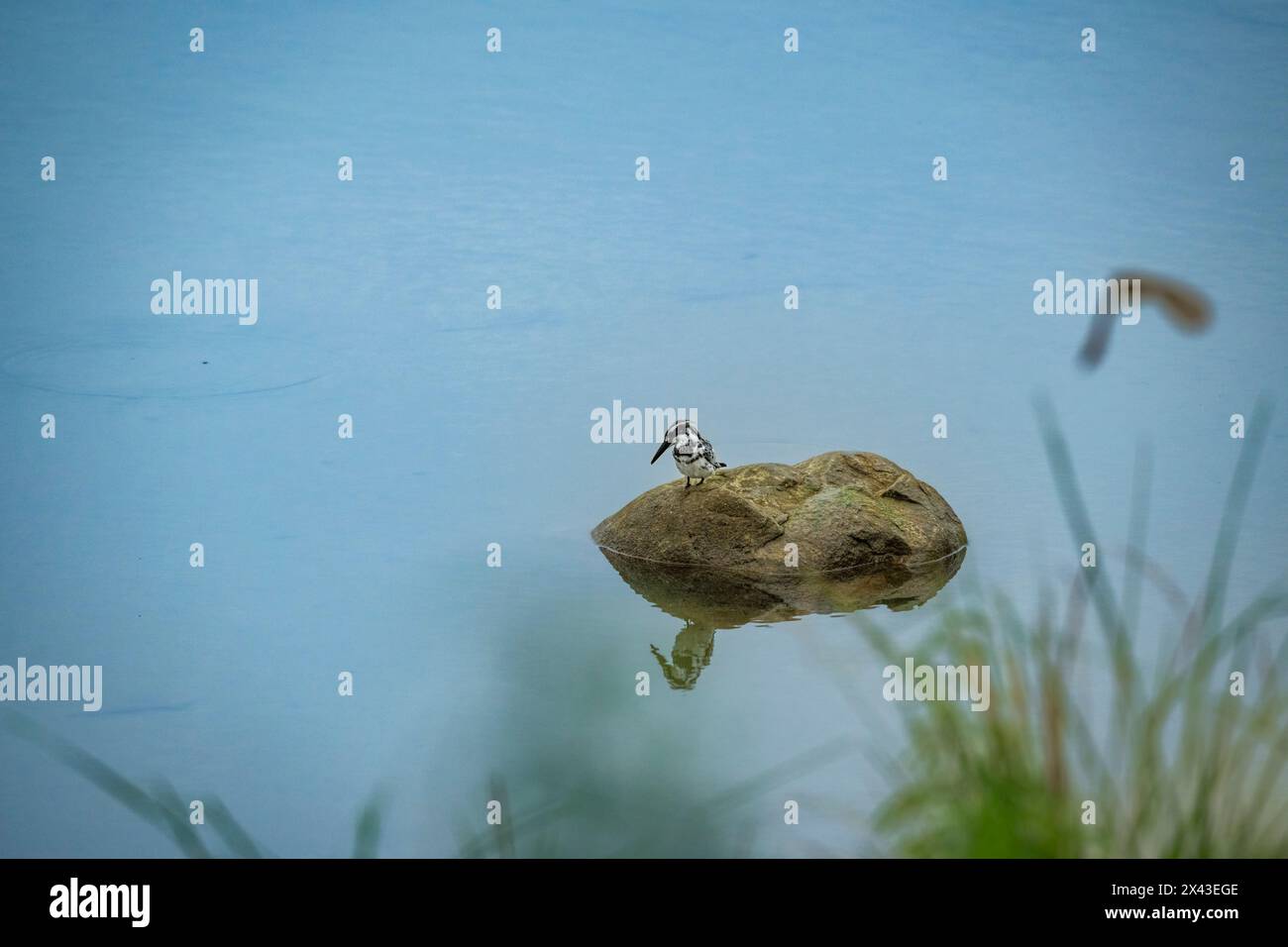 rattenvogel oder Ceryle rudis auf Felsen mit Reflexion im Ramganga-Wasser bei einer Sommersafari in der Dhikala-Zone des jim corbett-Nationalparks Stockfoto