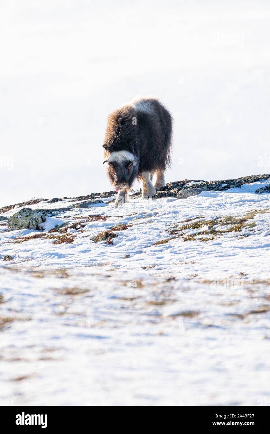 Wunderschönes Porträt eines Baby-Moschusochsen spaziert durch den Schnee und sucht zwischen Steinen, Büschen und Moos in einer verschneiten Landschaft zwischen Mo Stockfoto