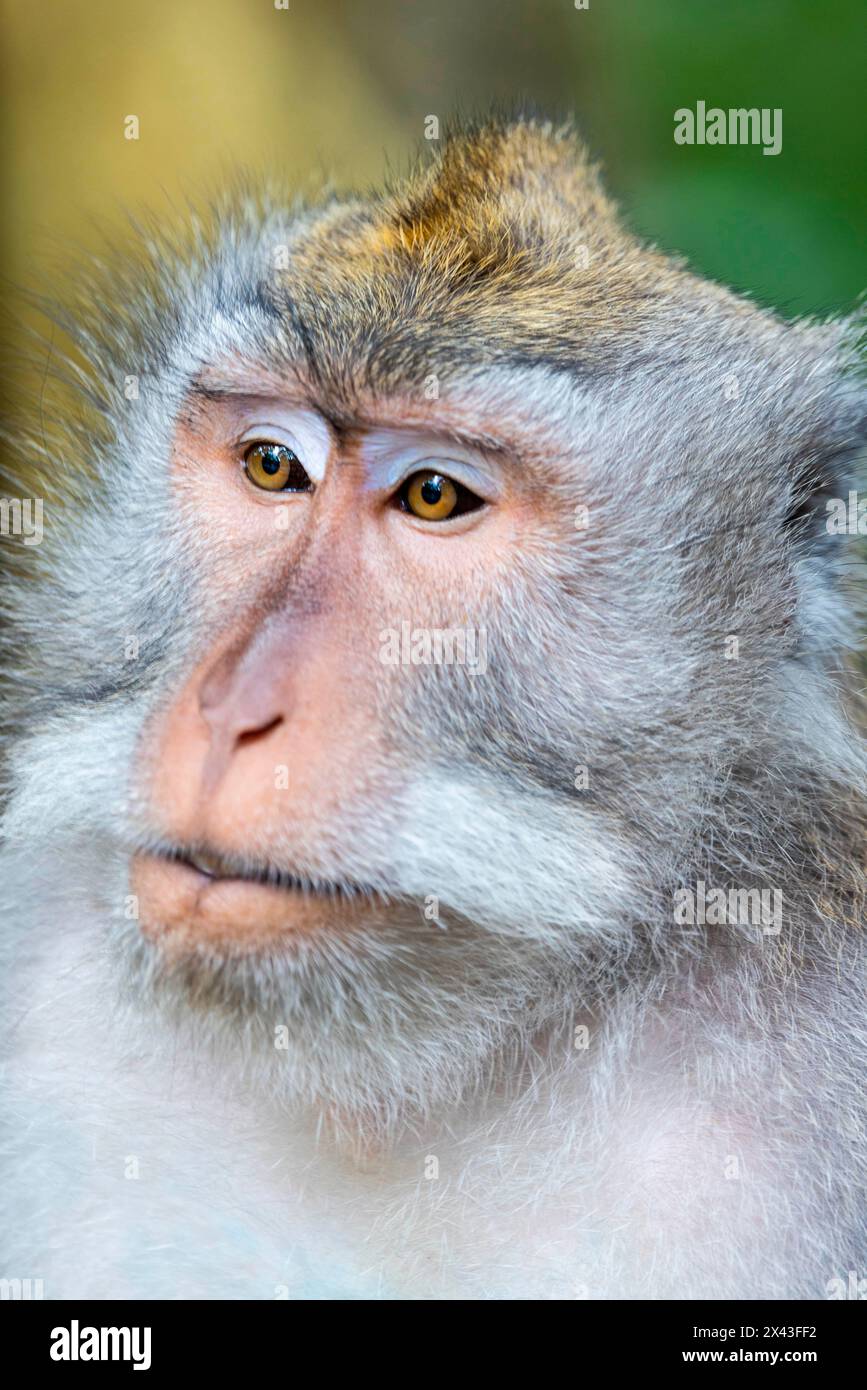 Makakenaffen im Affenwald, Ubud, Bali, Indonesien Stockfoto