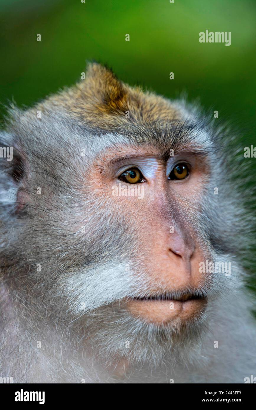 Makakenaffen im Affenwald, Ubud, Bali, Indonesien Stockfoto