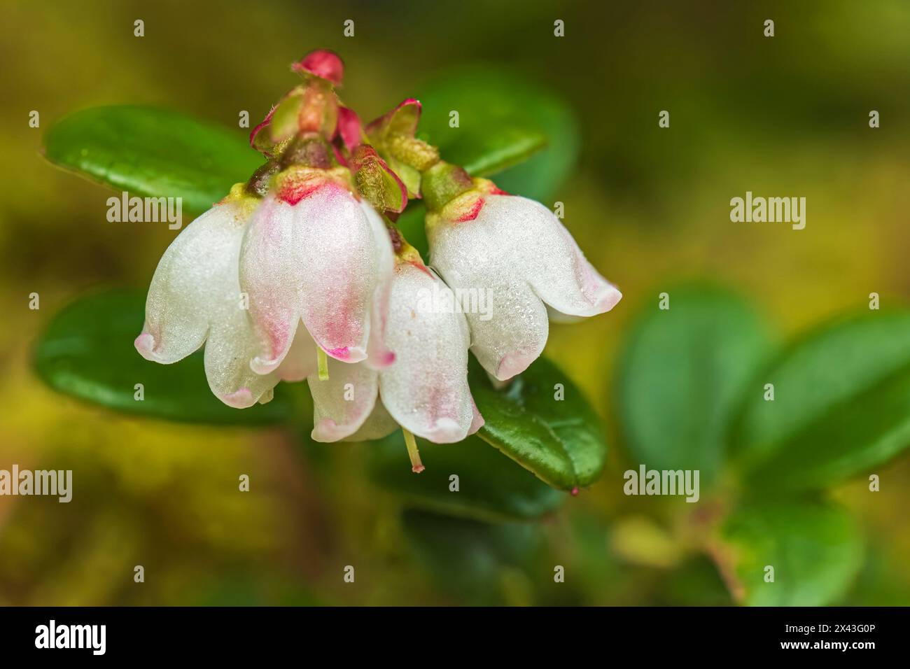 Kanada, Alberta, Banff National Park. Berglandbeerblume in Sunshine Meadows. Stockfoto