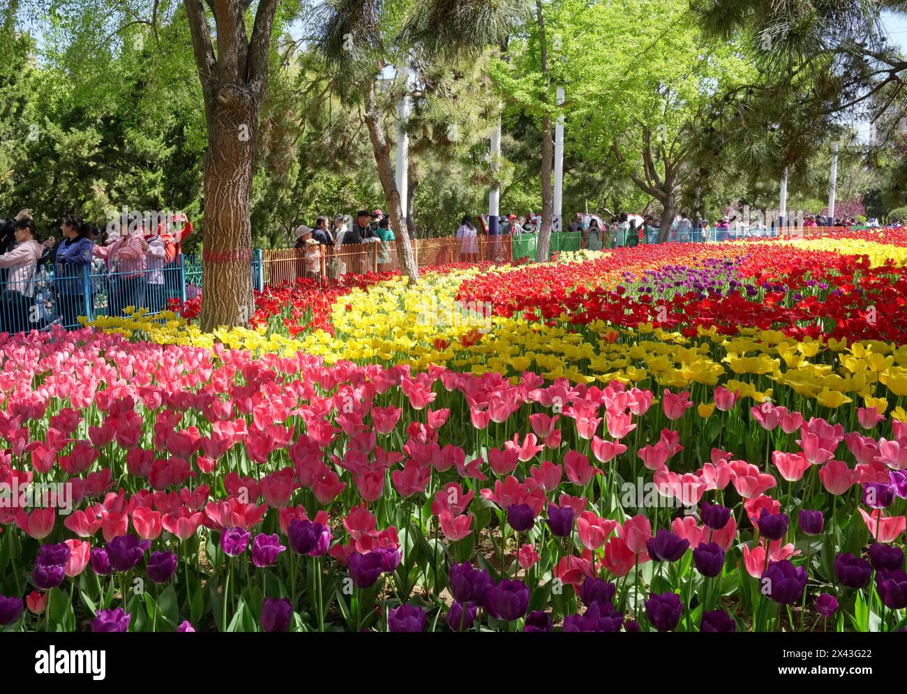 Qinhuangdao, chinesische Provinz Hebei. April 2024 30. Touristen sehen Tulpen in einem Park in Qinhuangdao, nordchinesischer Provinz Hebei, 30. April 2024. Quelle: Yang Shiyao/Xinhua/Alamy Live News Stockfoto