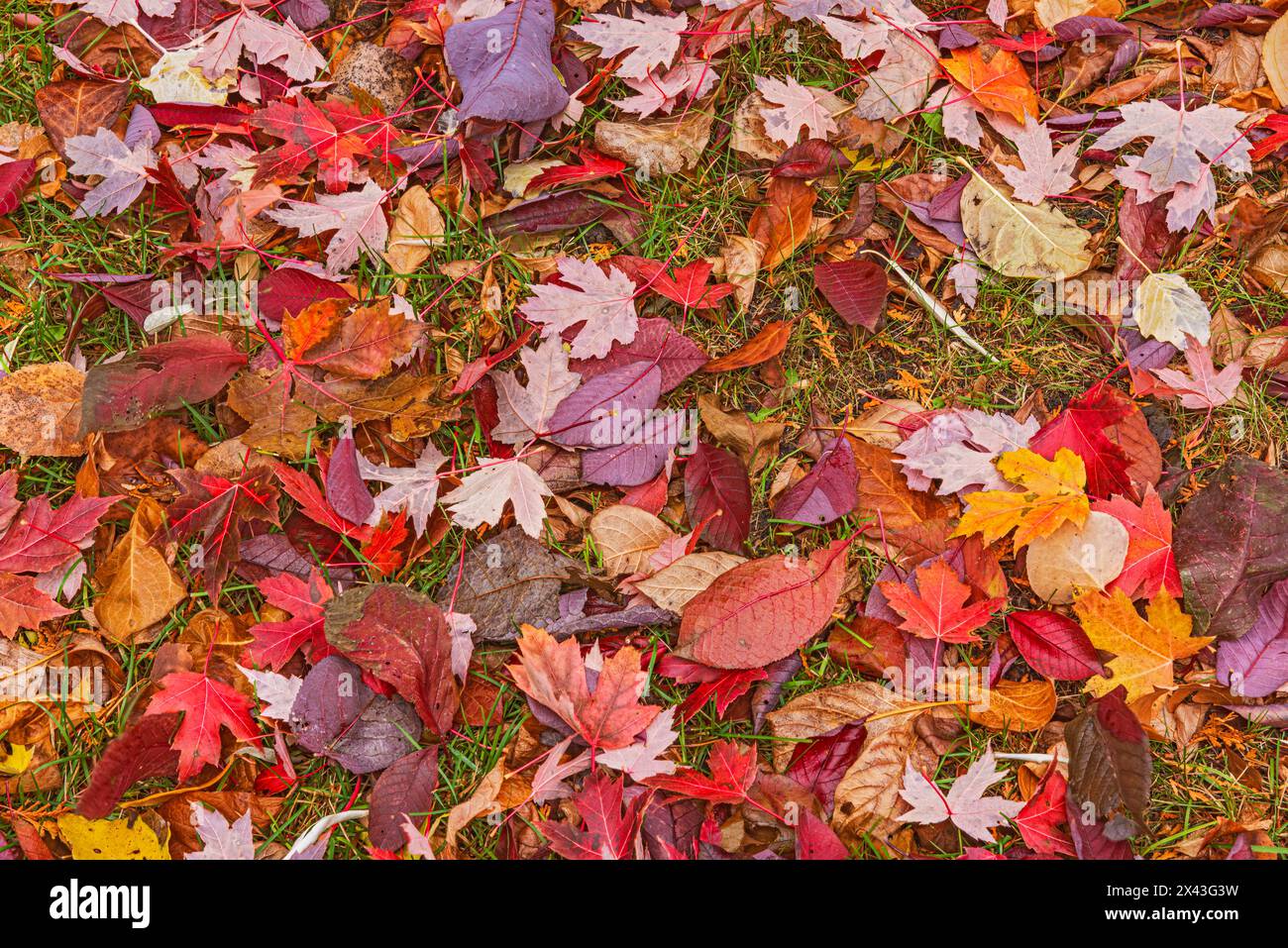 Kanada, Manitoba, Winnipeg. Herbstliche Ahornblätter auf dem Boden. Stockfoto