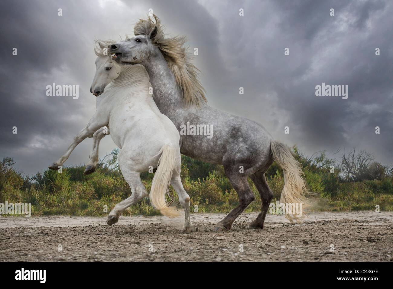 Europa, Frankreich. Weiße und graue Hengste aus der Camargue-Region kämpfen. Stockfoto