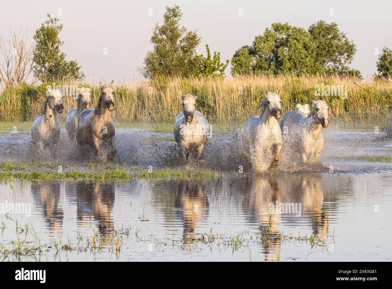 Saintes-Maries-de-la-Mer, Bouches-du-Rhone, Provence-Alpes-Cote d'Azur, Frankreich. Pferde, die durch die Sümpfe in der Camargue laufen. Stockfoto