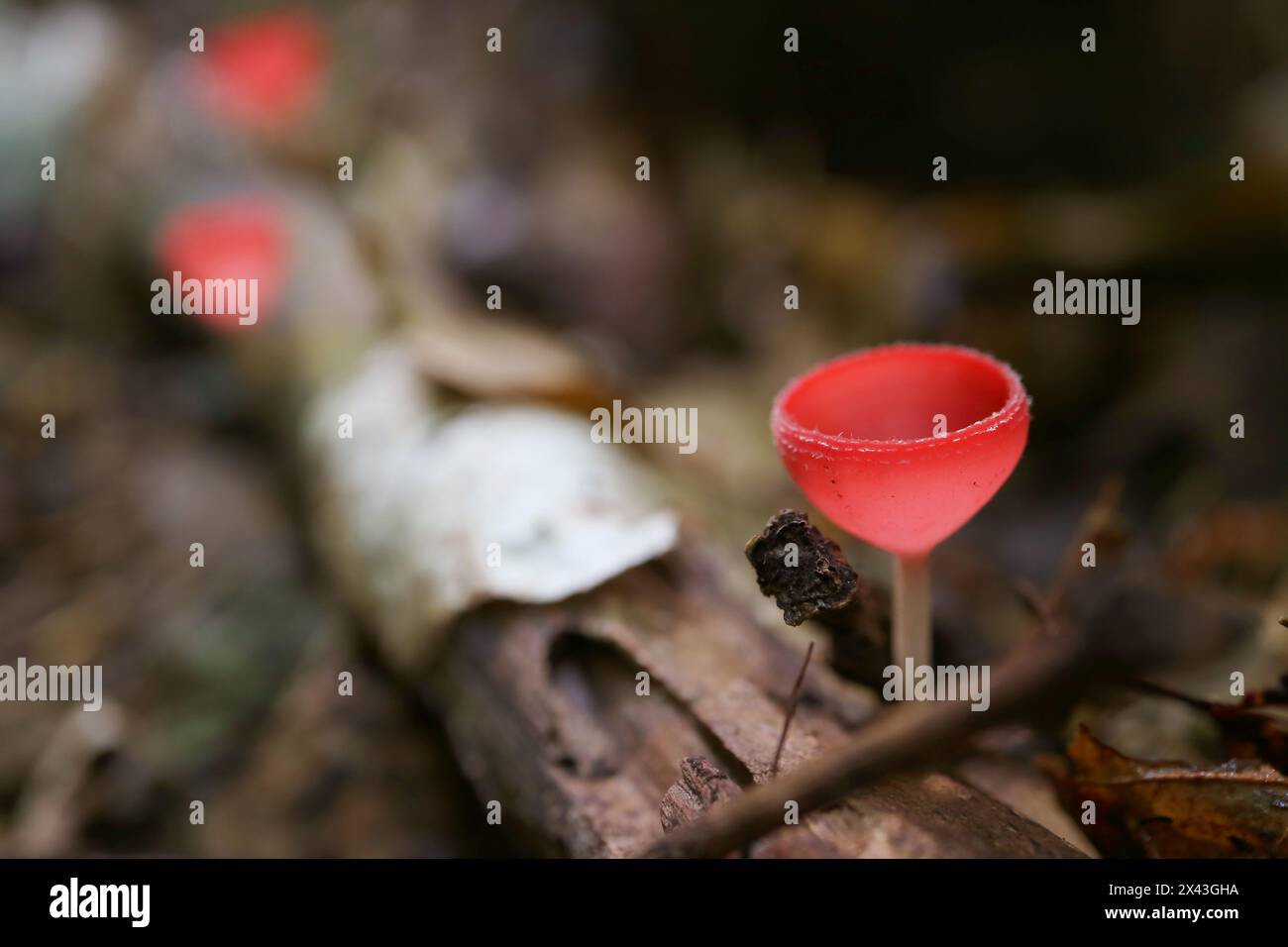 Nahaufnahme eines Rote-Tasse-Pilzes, der auf einem verfallenen Holzstamm wächst Stockfoto