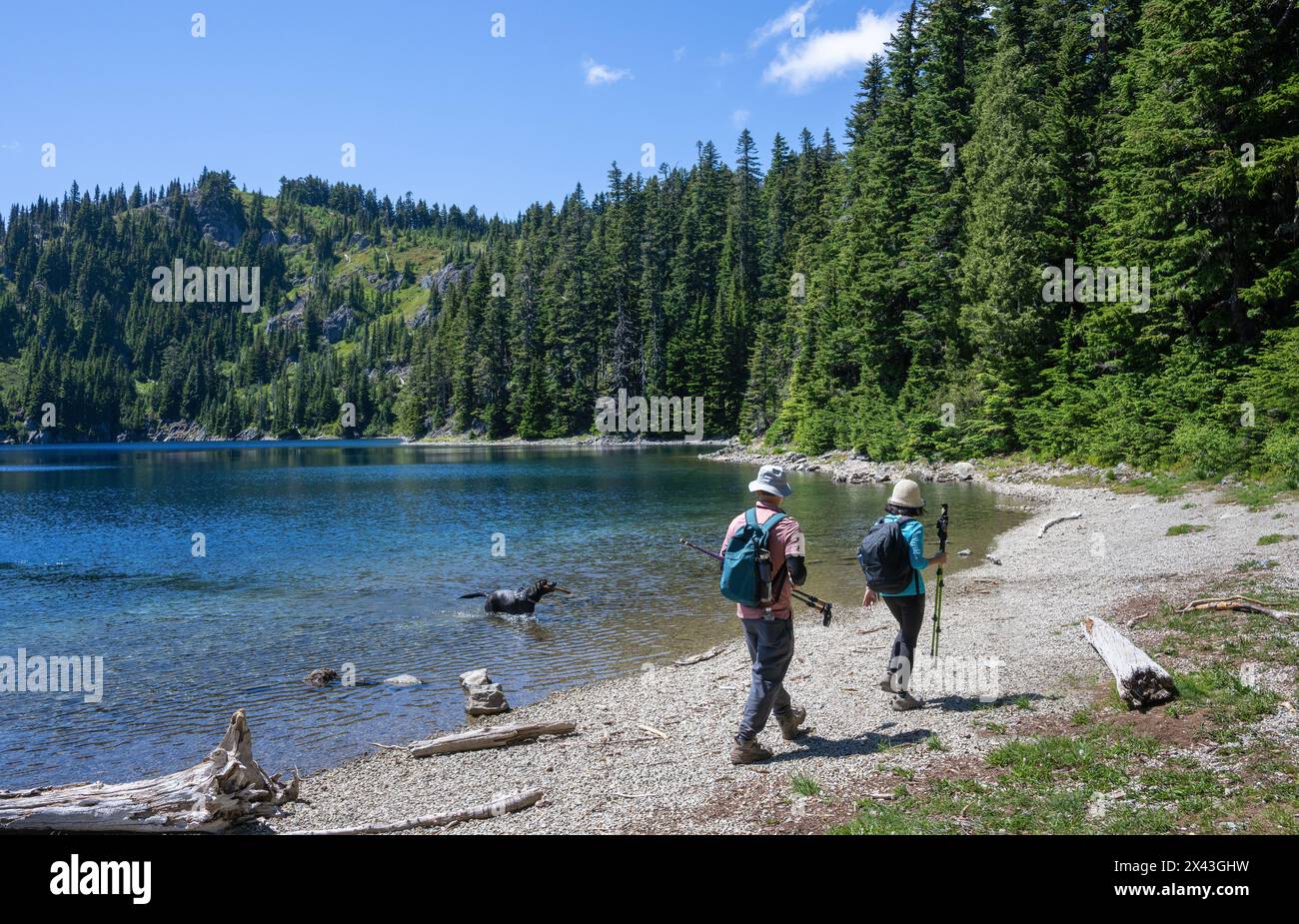 Rucksacktouristen, die am Ufer des Summit Lake spazieren. Der Hund spielt im See. Mount Rainier National Park. Bundesstaat Washington. Stockfoto