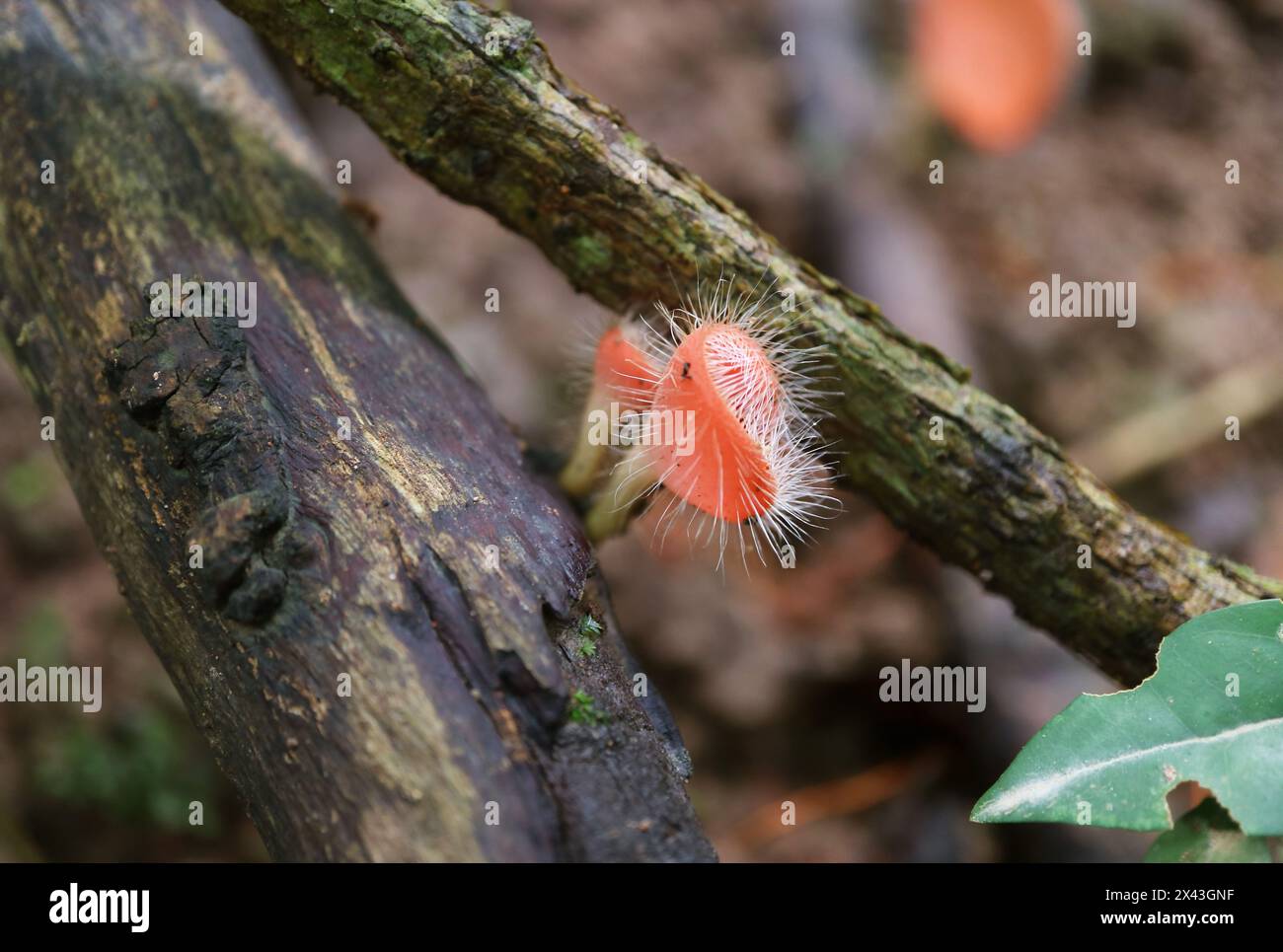 Ein paar winzige Tropenbecherpilze, die auf einem toten Holz wachsen Stockfoto
