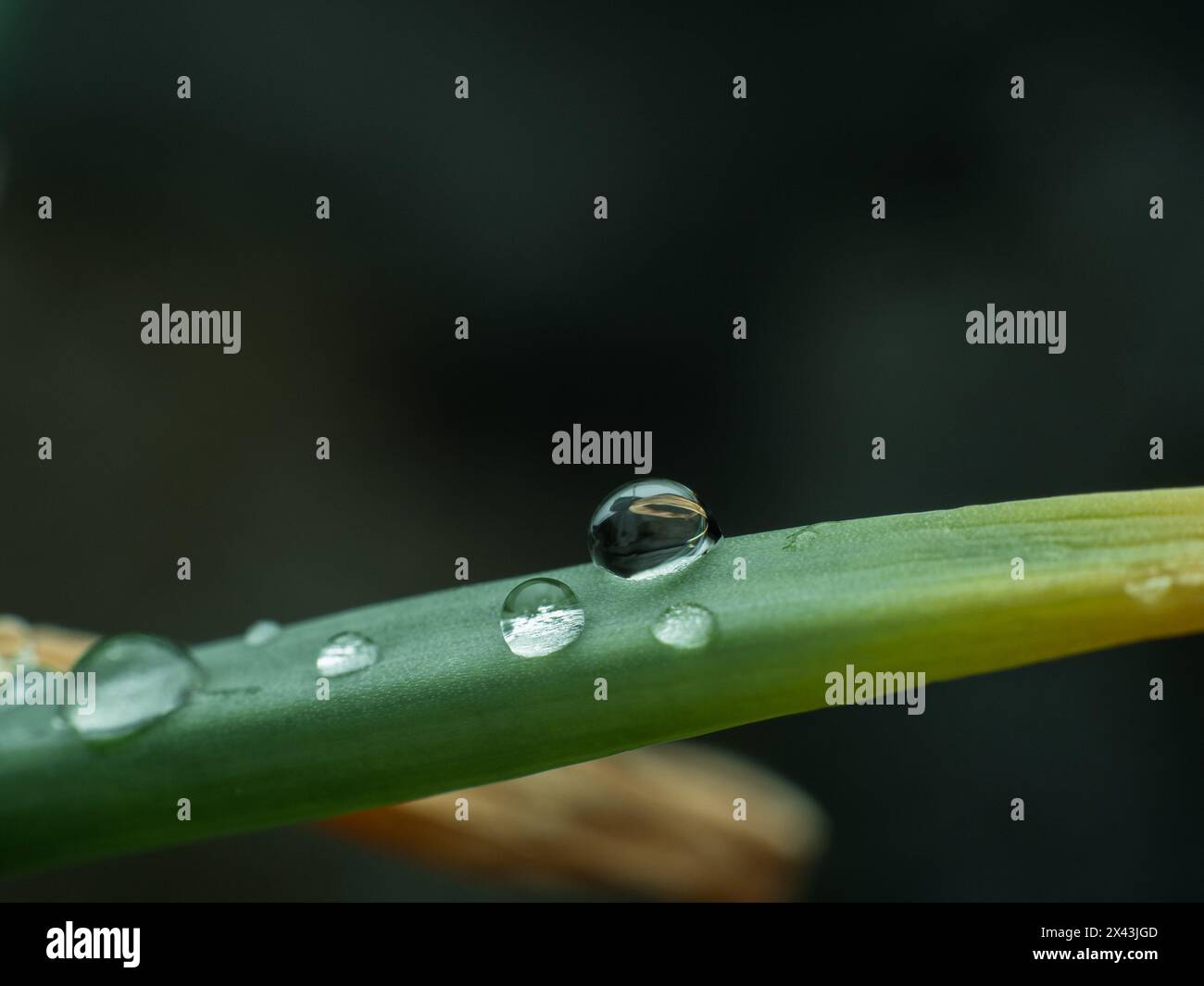 Wassertropfen auf einem alten Zwiebelblatt Stockfoto