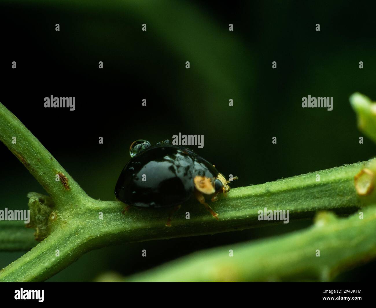 Schwarzer Marienkäfer oder Schwarzer Mealybug Raubtier auf einem Chilipflanzenzweig mit Wassertropfen auf dem Rücken Stockfoto