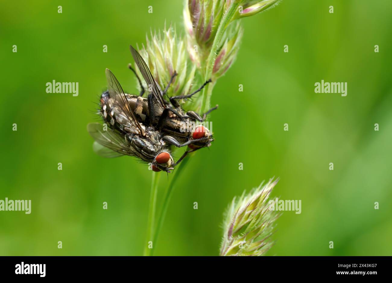 Graue Fliegen (Sarcophaga carnaria) paaren sich kopfüber auf Gräsern Stockfoto