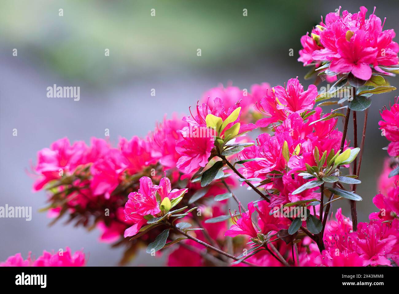 Bunte Blumensträucher in Fuillenblüte (Rhododendron molle japonika pink) Stockfoto