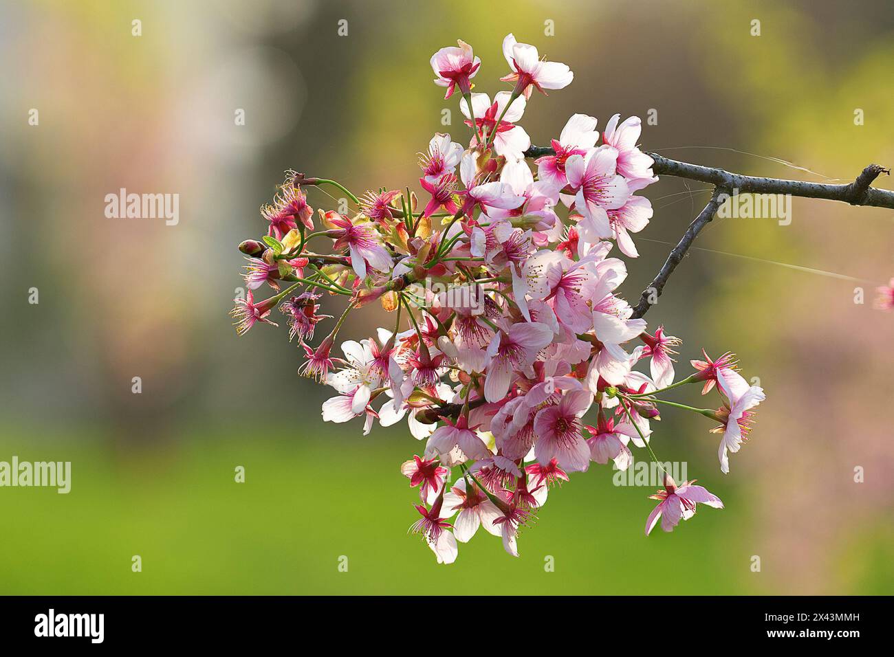 japanischer Kirschbaum in voller Blüte, fokussiert gestapeltes Bild über grünem, unscharfem Hintergrund Stockfoto