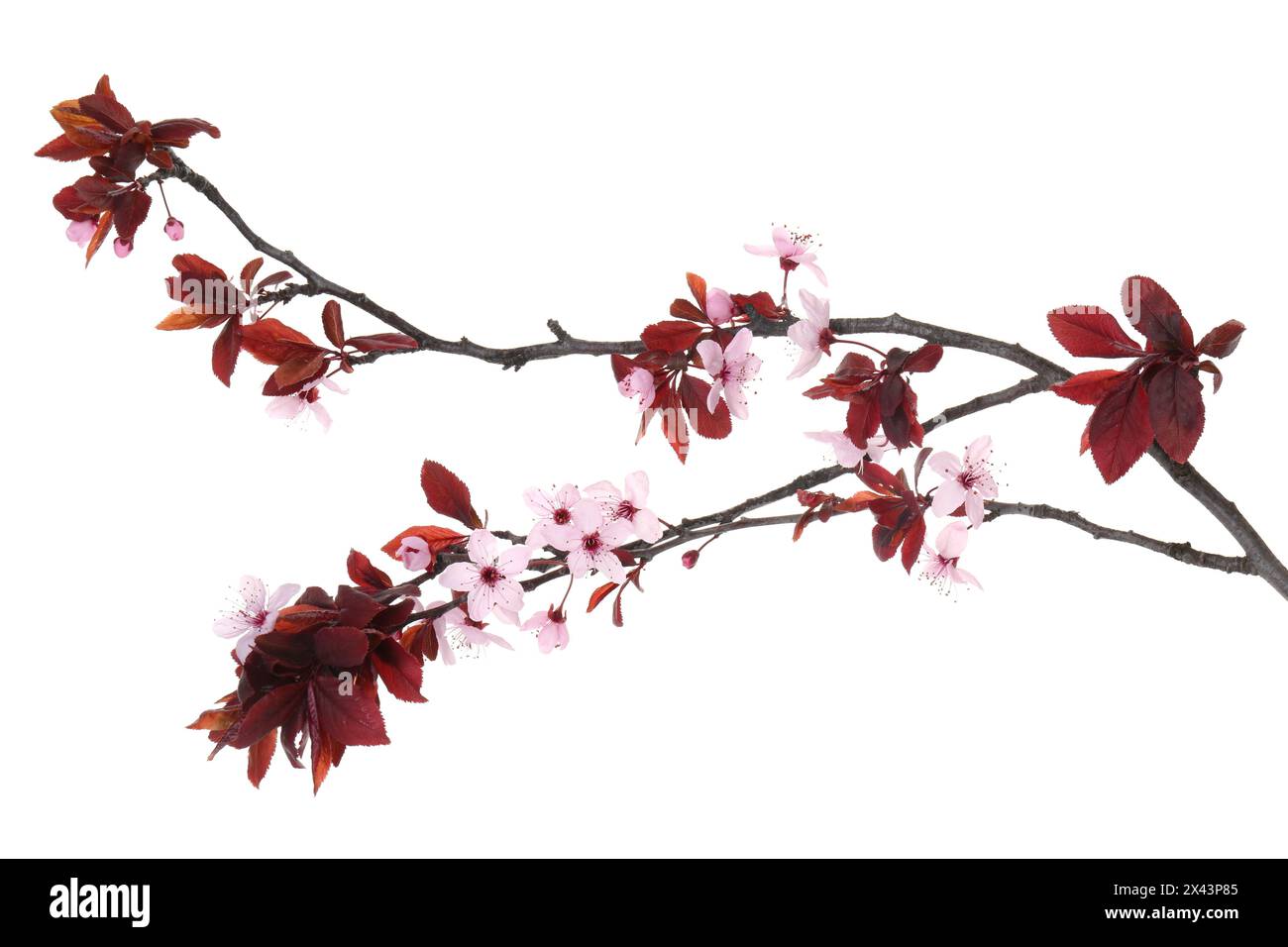 Frühlingsbaumzweig mit schönen Blüten isoliert auf weiß Stockfoto