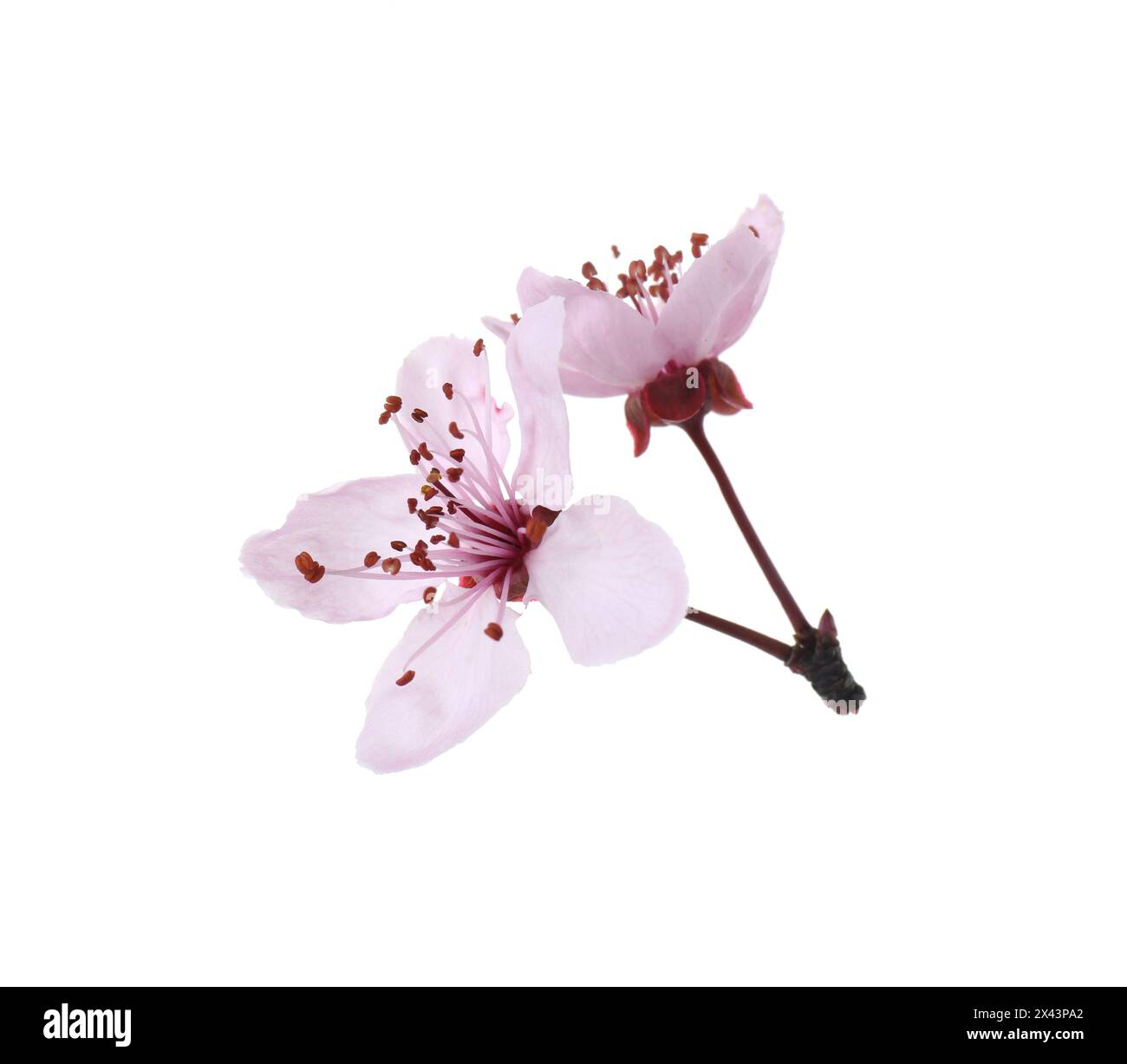 Schöne Frühlingsbaumblüten isoliert auf weiß Stockfoto