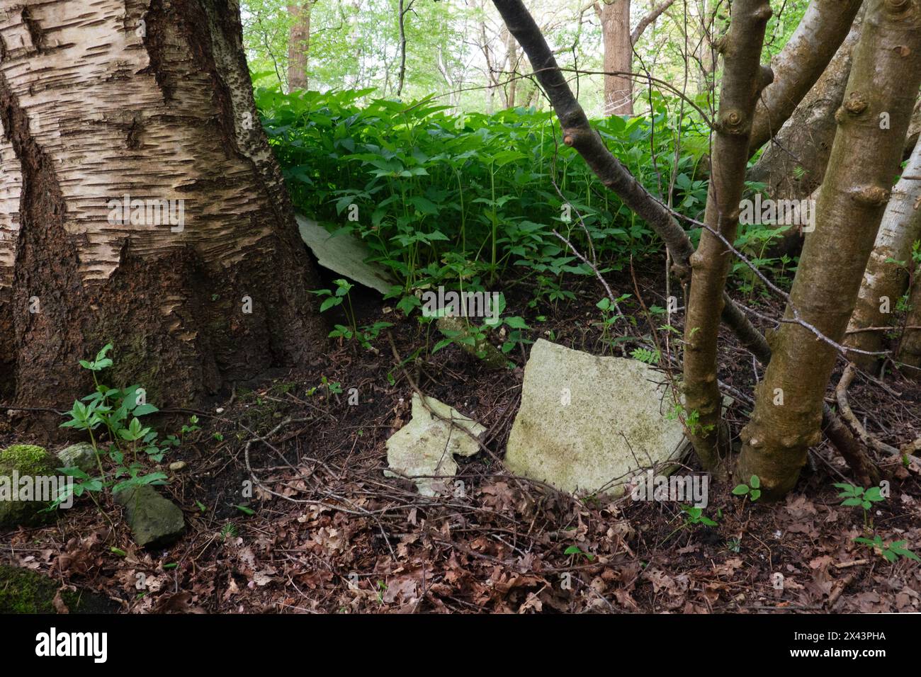 Asbestplatten, die illegal in den Wald geworfen werden Stockfoto