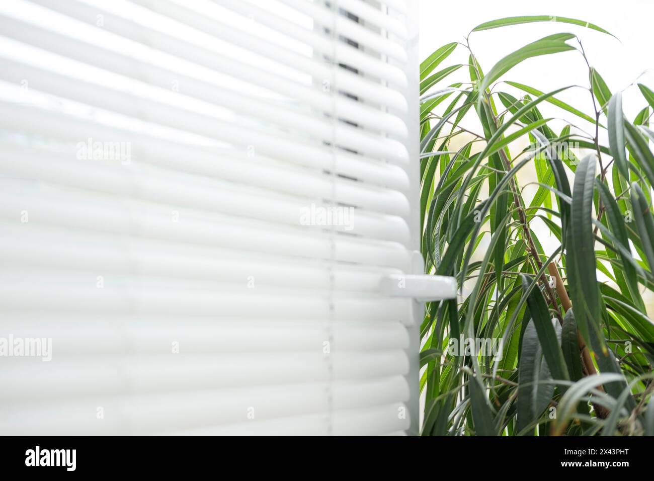 Tropical Ficus schafft einen beruhigenden Kontrast zu weißen Bürojalousien, einem ruhigen Arbeitsbereich, Entspannung und einer ruhigen, ruhigen Kulisse für produktive Aktivitäten Stockfoto