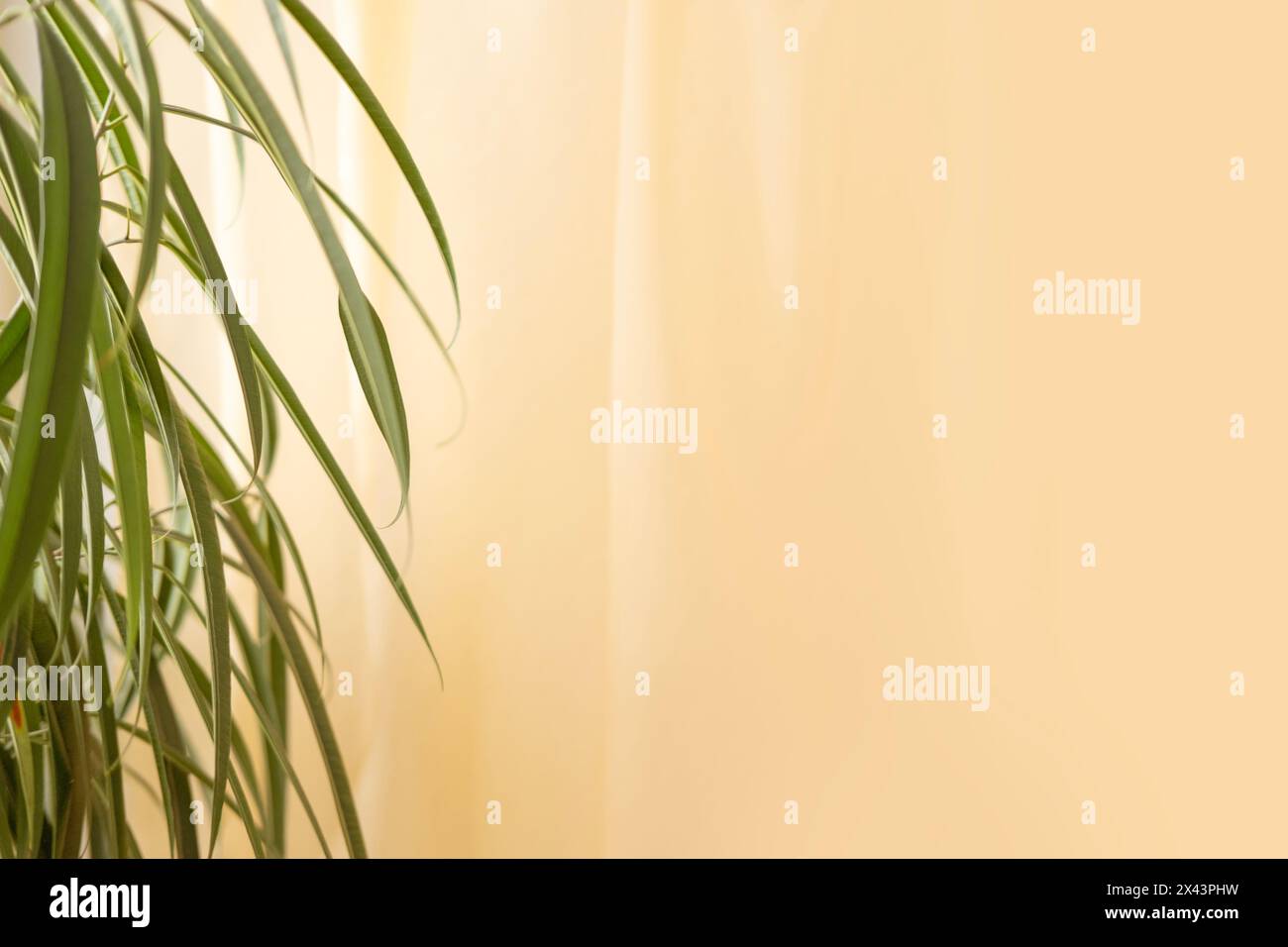 Weiche orange Vorhänge, durchscheinender Tüll, tropischer Ficus Ficus Alii, binnendijkii an der Seite, Entspannung und Ruhe, ruhige Kulisse, verschmelzen Natur Stockfoto