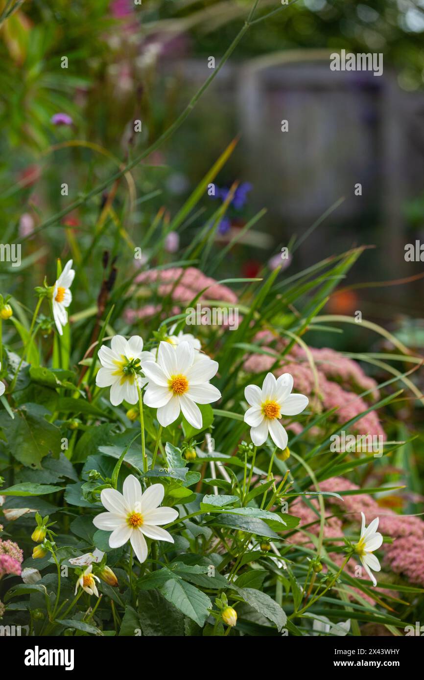Weiße Dahlien blüht im September in einem schottischen Garten Stockfoto