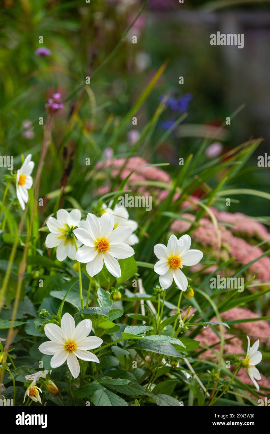 Weiße Dahlien blüht im September in einem schottischen Garten Stockfoto
