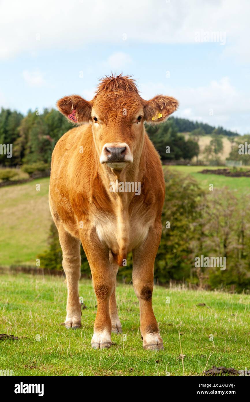 Limousin Kuh auf einem Feld an der schottischen Grenze Stockfoto
