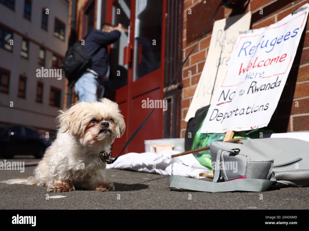 Loughborough, Leicestershire, Großbritannien. 30. April 2024. Ein Hund eines Demonstranten, der gegen die geplante Deportation von Migranten und Flüchtlingen nach Ruanda demonstriert, sitzt vor einem Meldezentrum für Einwanderungsbehörden. Credit Darren Staples/Alamy Live News. Stockfoto