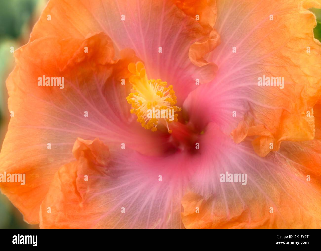 Hibiskusblüten-Komposit Stockfoto