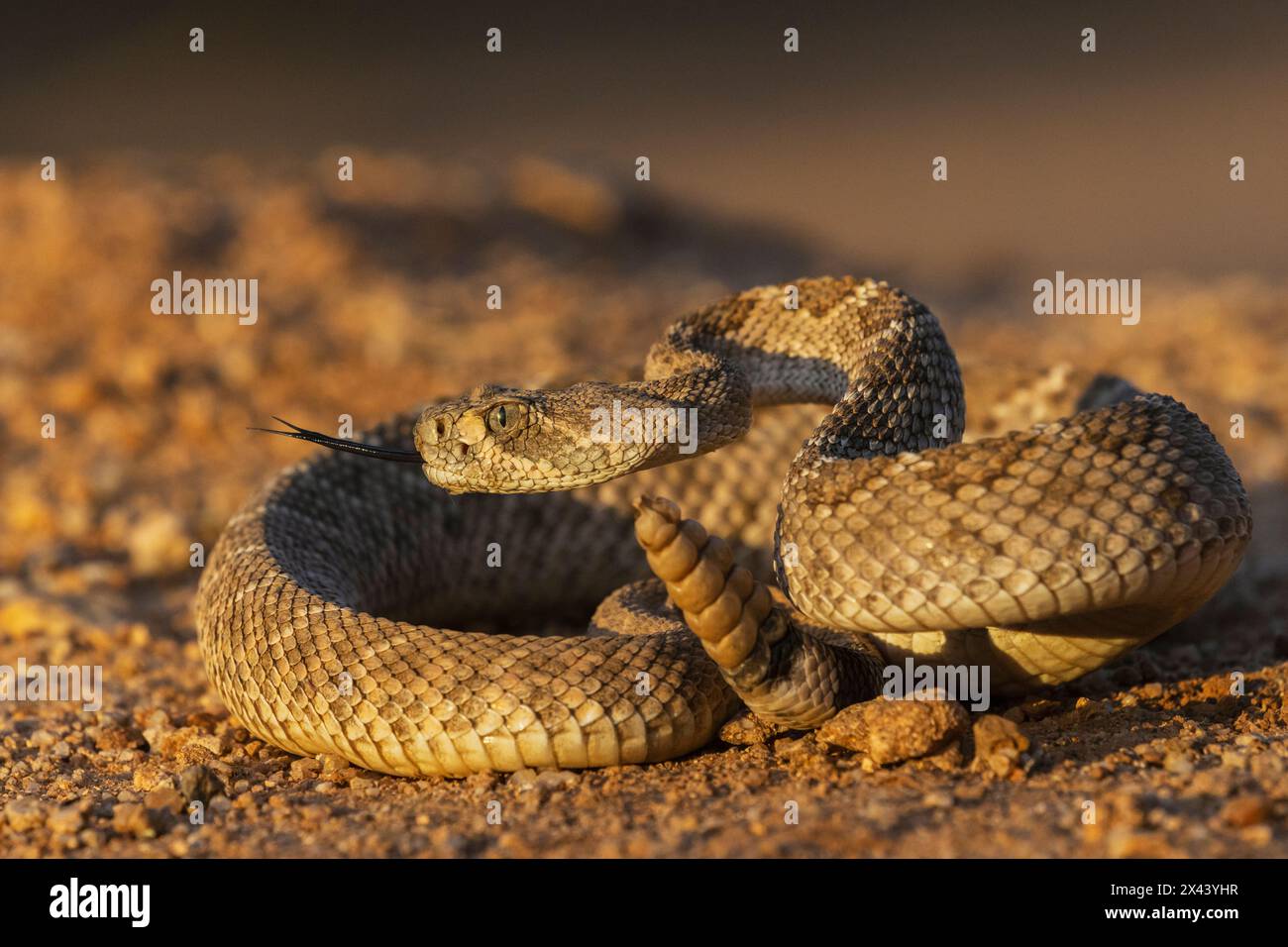 Rautenschlange, die eine Warnung auslöst, USA, Arizona Stockfoto