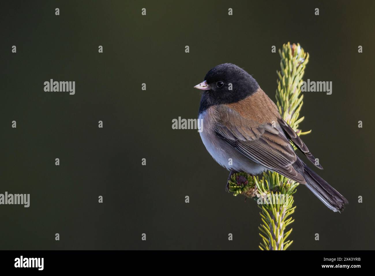 USA, Bundesstaat Washington. Olympic National Park, Junco mit dunklen Augen (Oregon Race) Stockfoto