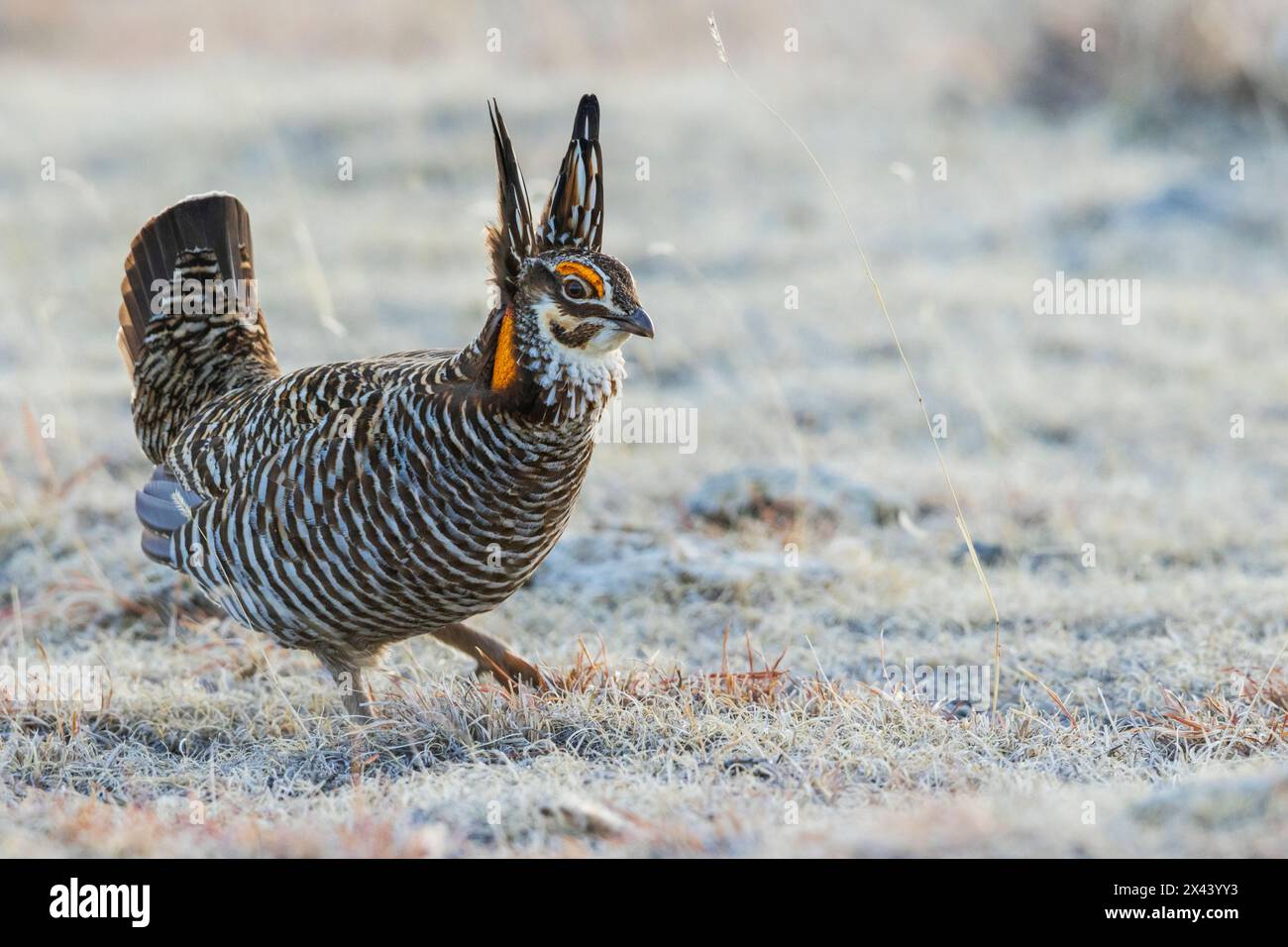 Großpräriehähnchen, schlendern durch sein Territorium, Colorado East Plains, USA Stockfoto