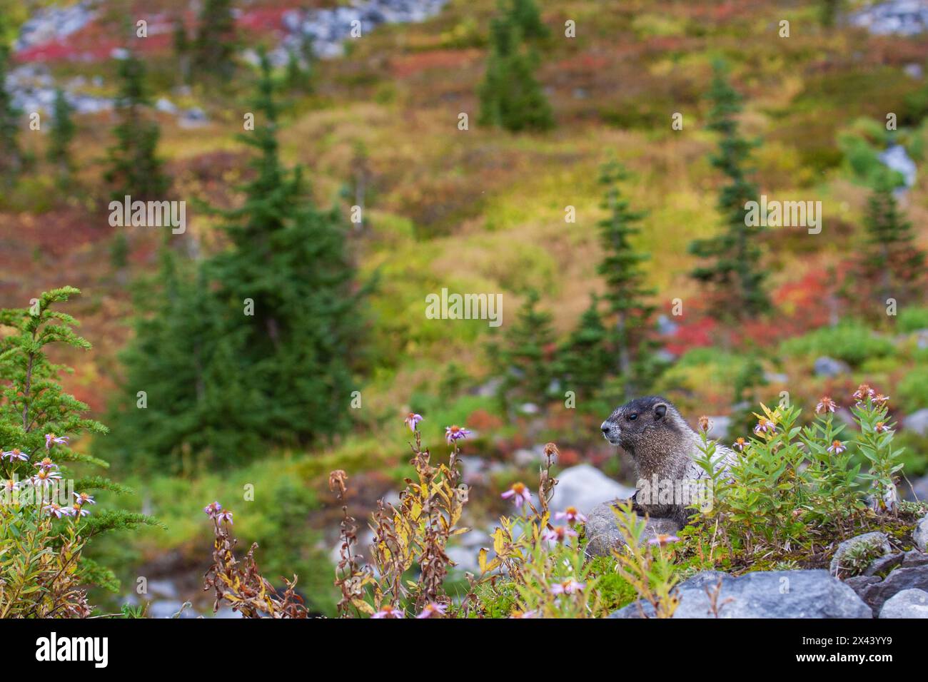 Hoary marmot Stockfoto