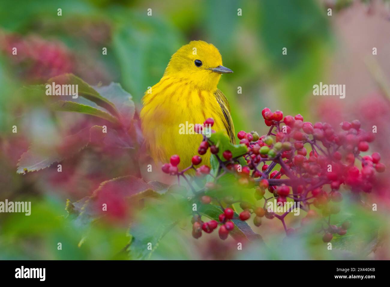 USA, Bundesstaat Washington. Skagit Valley, Gelbwurz unter wilden Weißdornbeeren Stockfoto