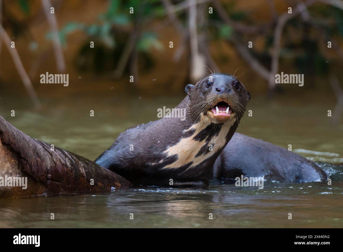 Ein Riesenotter, Pteronura brasiliensis, im Cuiaba River. Mato Grosso Do Sul State, Brasilien. Stockfoto