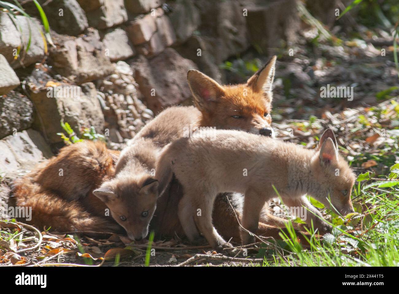 UK Weather, London, 30. April 2024: Wärmere Temperaturen und sonniges Wetter machen es wie im Frühling in London. Eine Familie von Fuchsjungen spielt in einem Garten in Clapham, während ihre Mutter ein wachsames Auge in der Nähe hält. Die Jungen werden gut im Springen, Stürzen, Jagen und Kämpfen. Quelle: Anna Watson/Alamy Live News Stockfoto