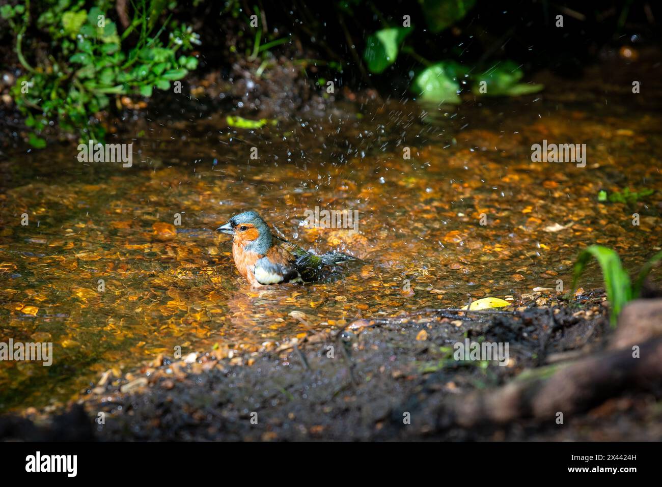 Männliche Chaffinch baden in Isabella Plantation, Richmond Park, London, England Stockfoto