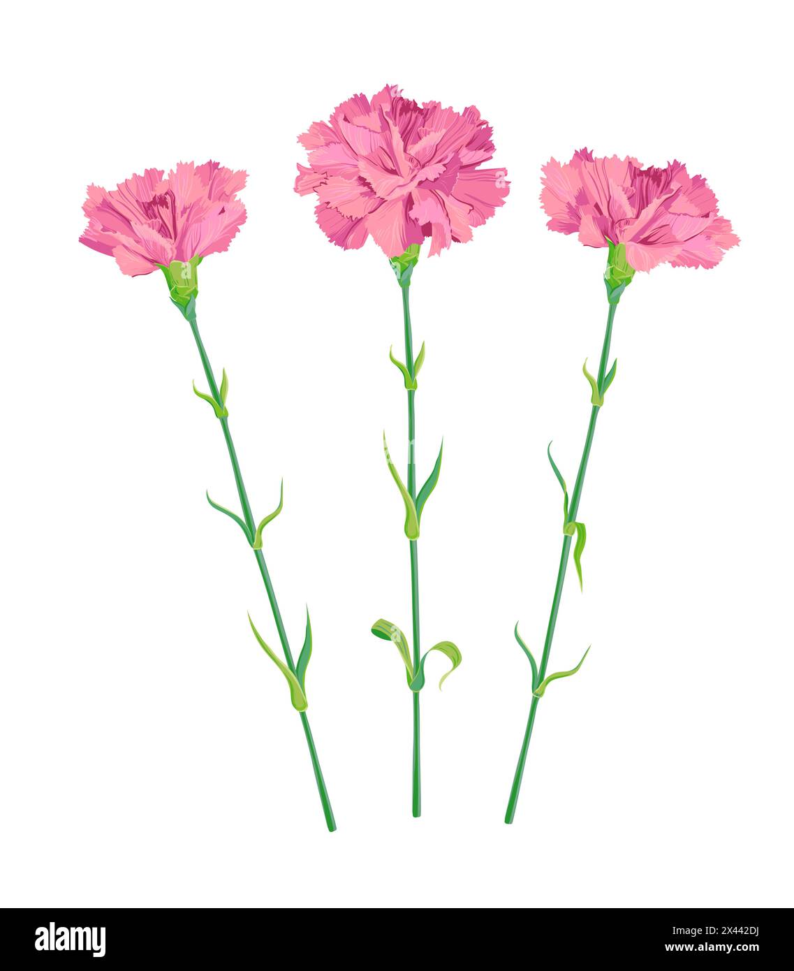 Drei rosa Nelken auf weißem Hintergrund. Zarte weiße Blüten an langen grünen Stielen. Der Tag des Muttertags, der Tag des Sieges, der 9. Mai. Vektor-Clipart für Stock Vektor