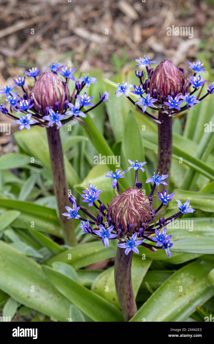 Scilla peruviana Portugese, die in einem Garten in England blüht, in Großbritannien. Stockfoto
