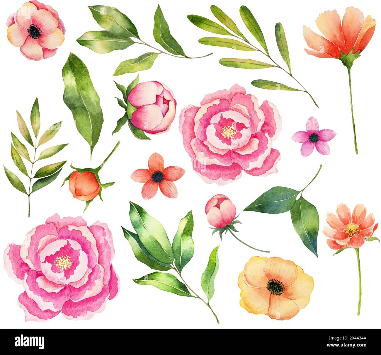 Frühling, Sommer, Blumen, Pfingstrose, Blätter, botanische Illustration, Dekoration, Einladung, Aquarell, Muttertag Stockfoto