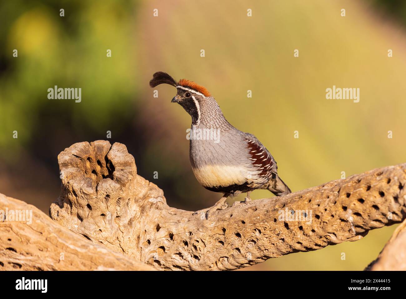 Gambel's Quail männlich, Pima County, Arizona. Stockfoto