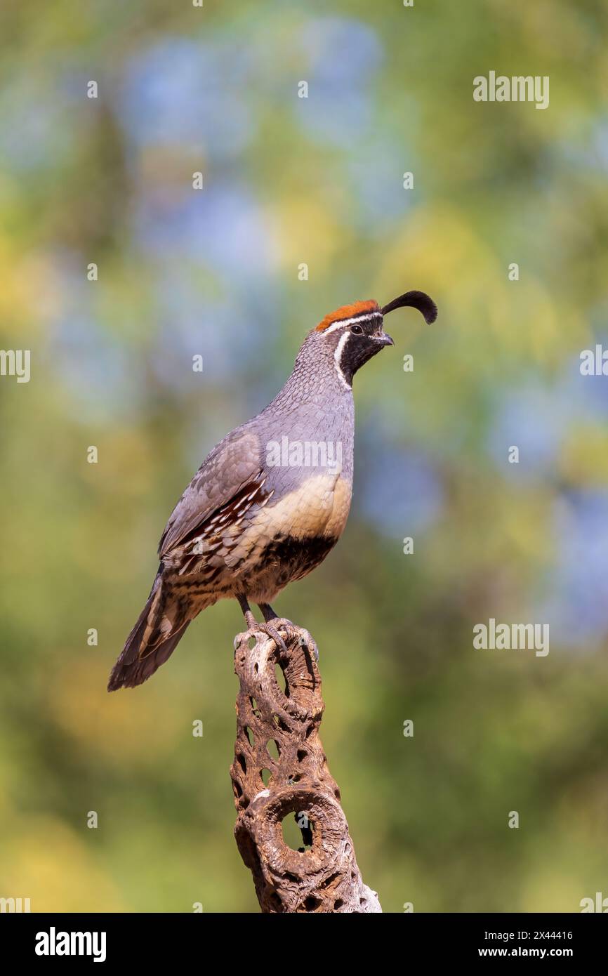 Gambel's Quail männlich, Pima County, Arizona. Stockfoto