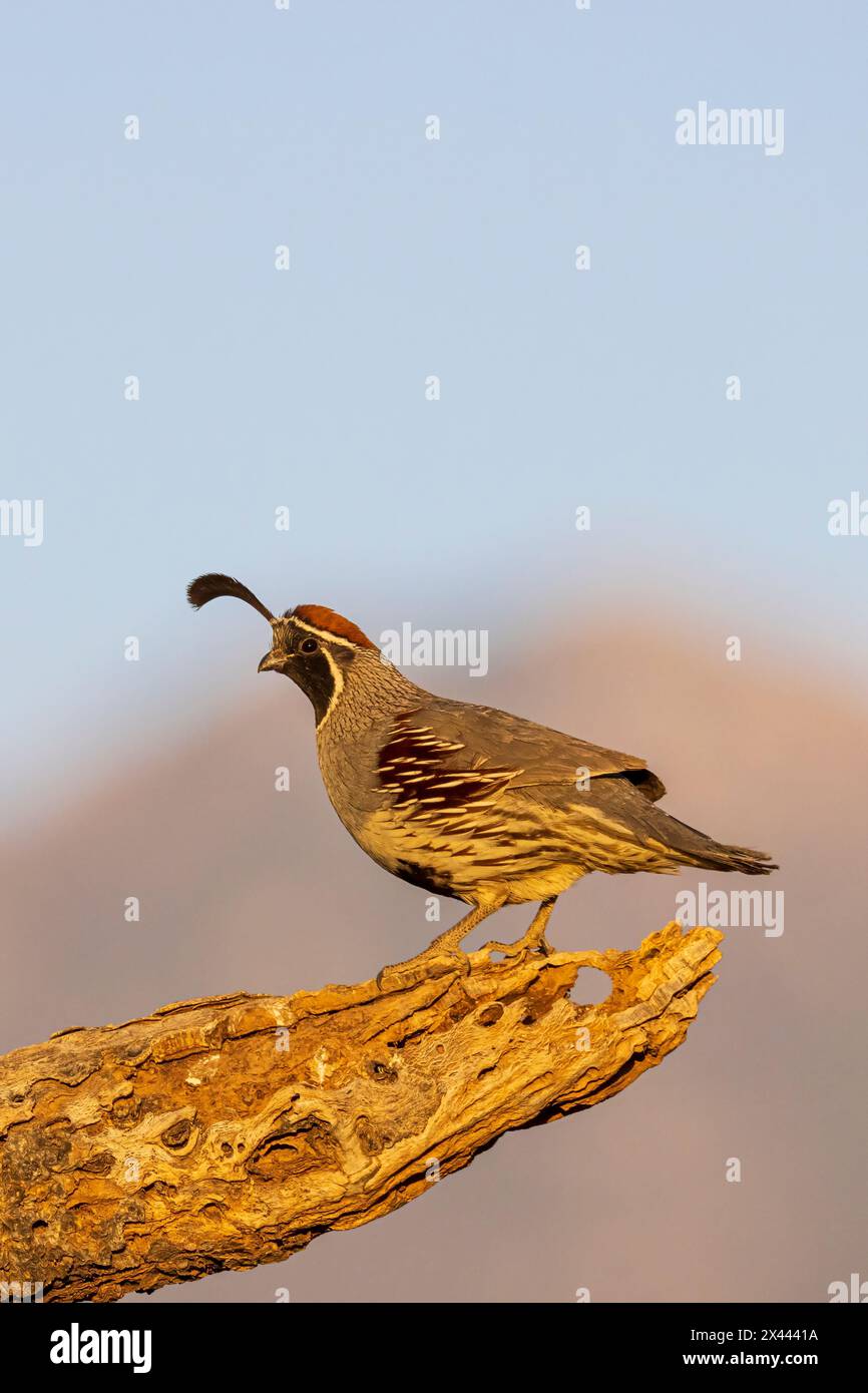 Gambel's Quail männlich, Pima County, Arizona. Stockfoto