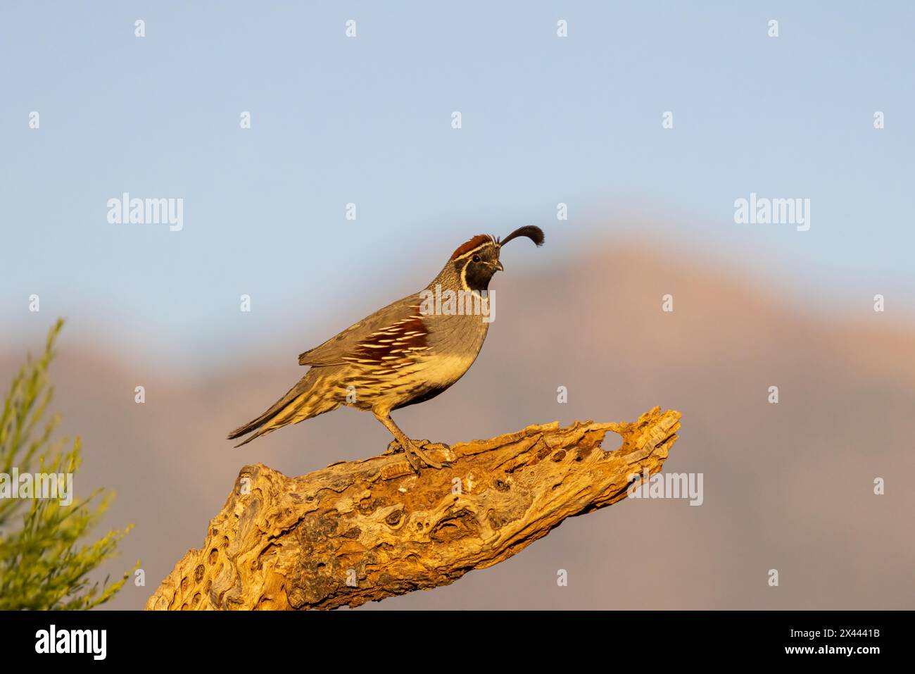 Gambel's Quail männlich, Pima County, Arizona. Stockfoto