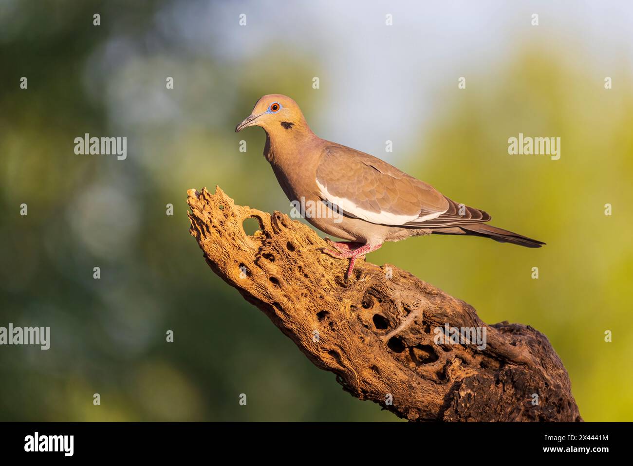 Weiß-geflügelte Taube, Pima County, Arizona. Stockfoto