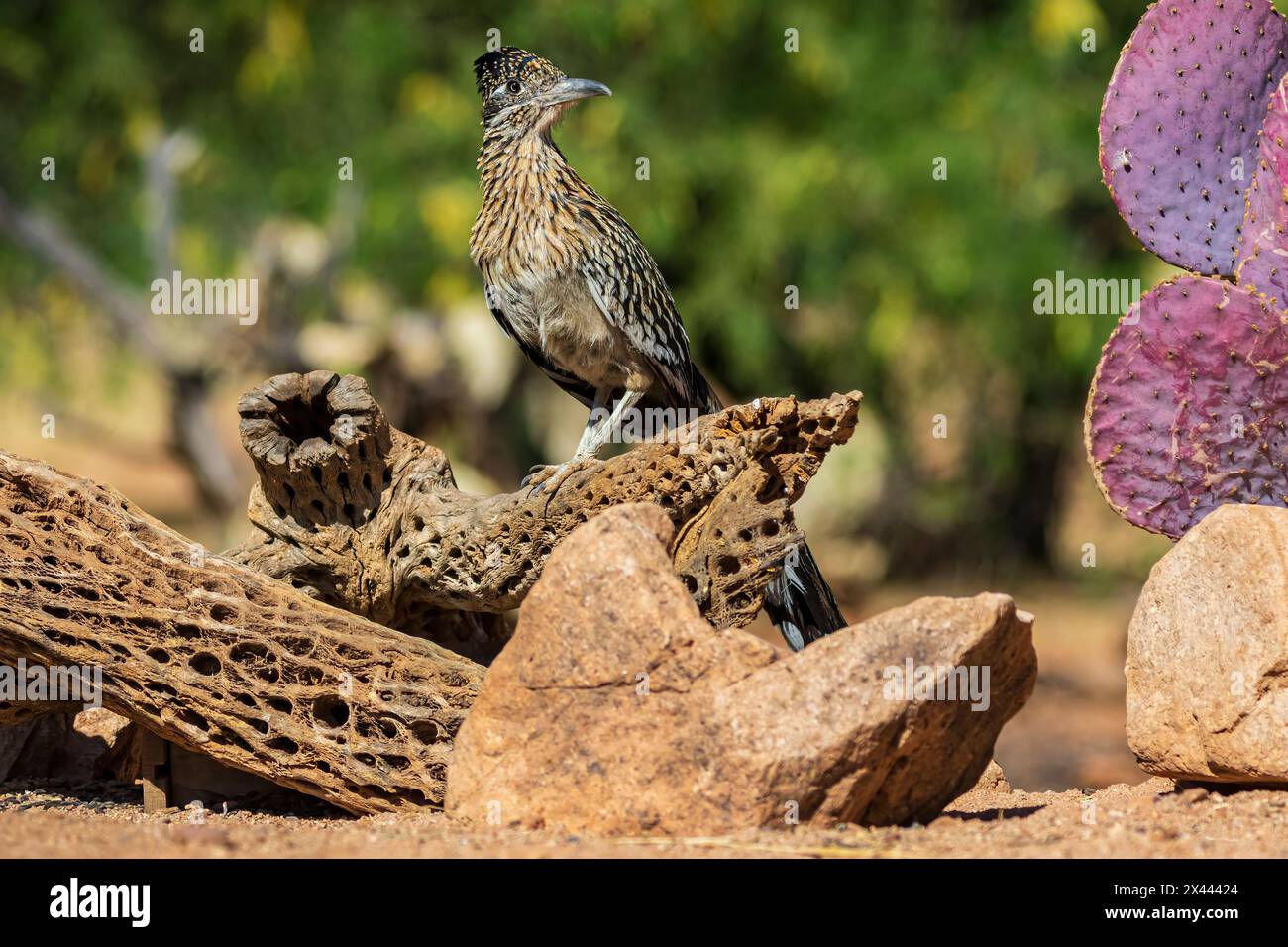Greater Roadrunner in der Wüste, Pima County, Arizona. Stockfoto