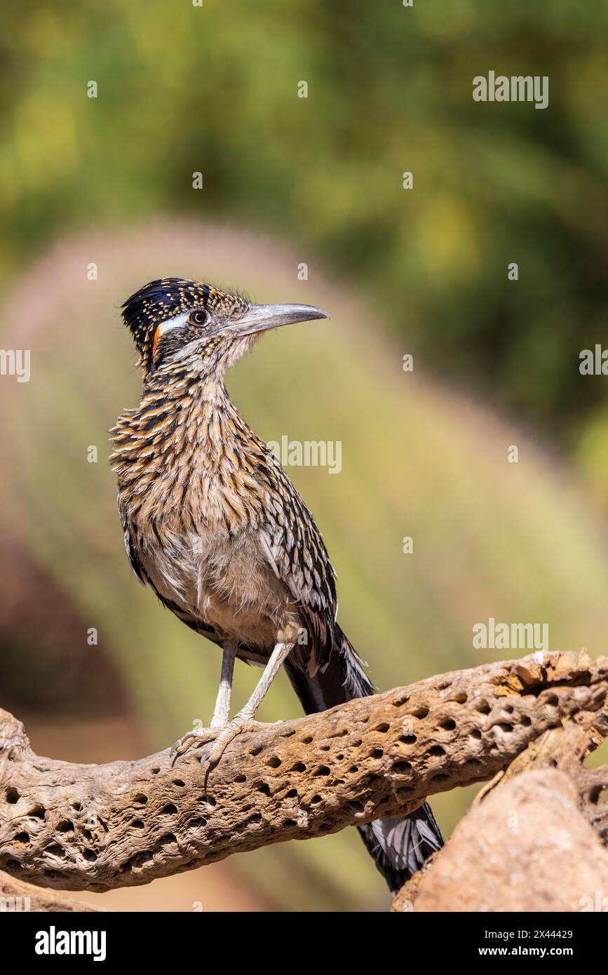 Greater Roadrunner in der Wüste, Pima County, Arizona. Stockfoto