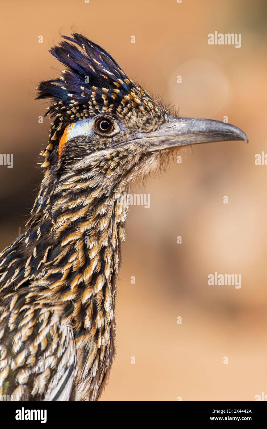 Greater Roadrunner in der Wüste, Pima County, Arizona. Stockfoto