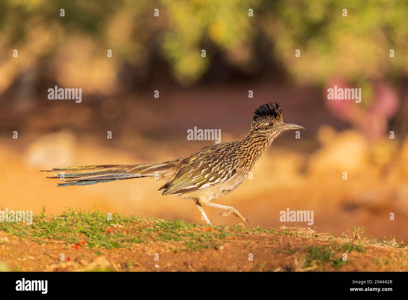 Greater Roadrunner in der Wüste, Pima County, Arizona. Stockfoto