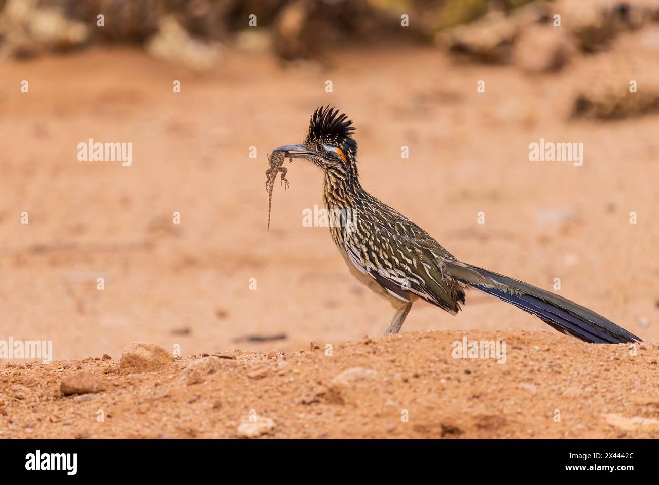 Greater Roadrunner mit Eidechse in der Wüste, Pima County, Arizona. Stockfoto