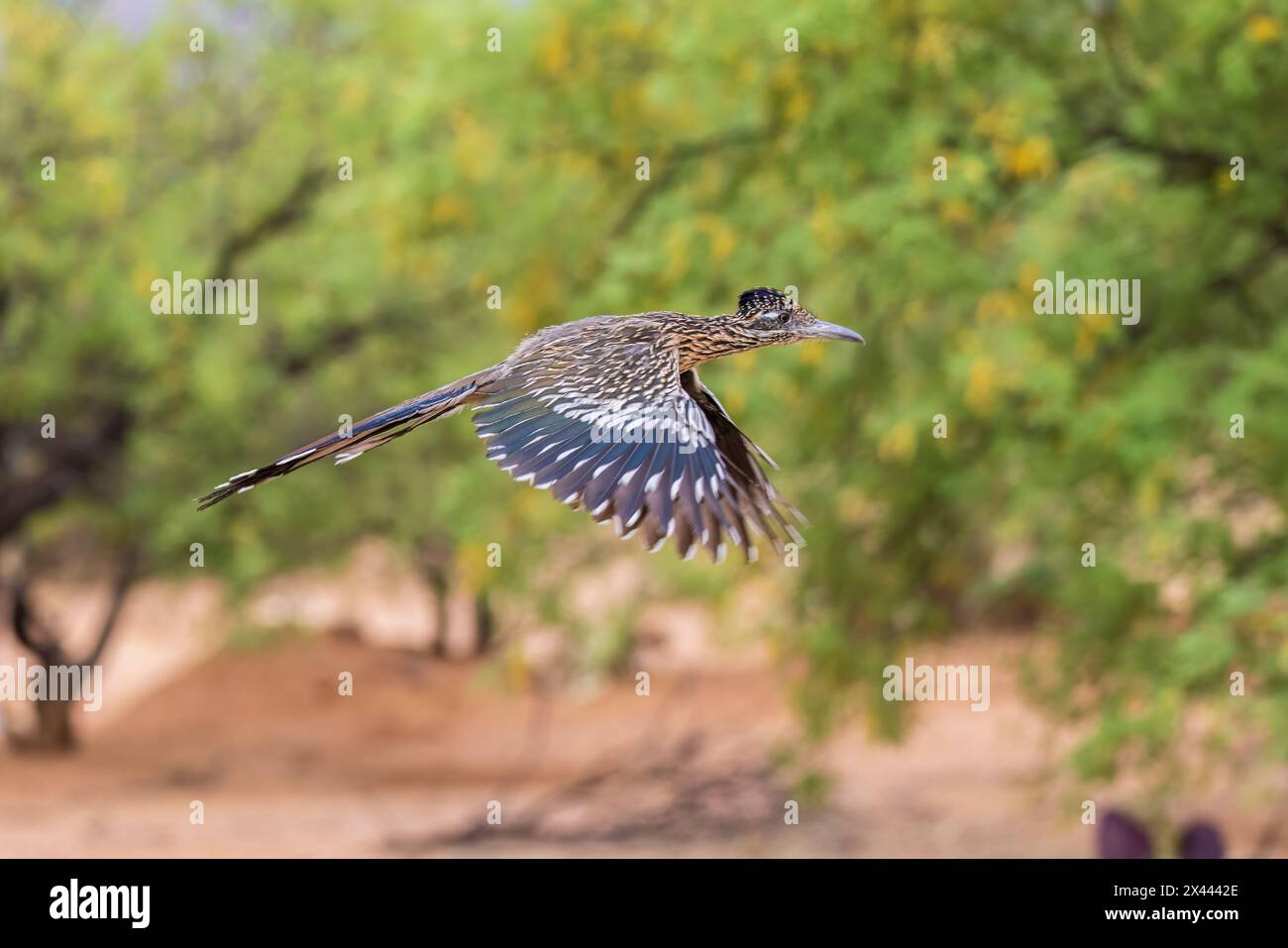 Greater Roadrunner im Flug in der Wüste, Pima County, Arizona. Stockfoto