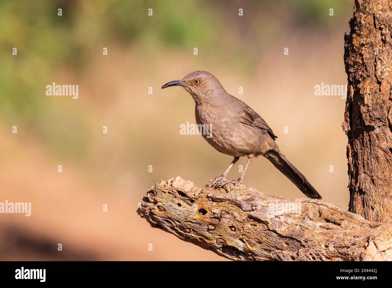 Curve-Billed Thrasher, Pima County, Arizona. Stockfoto